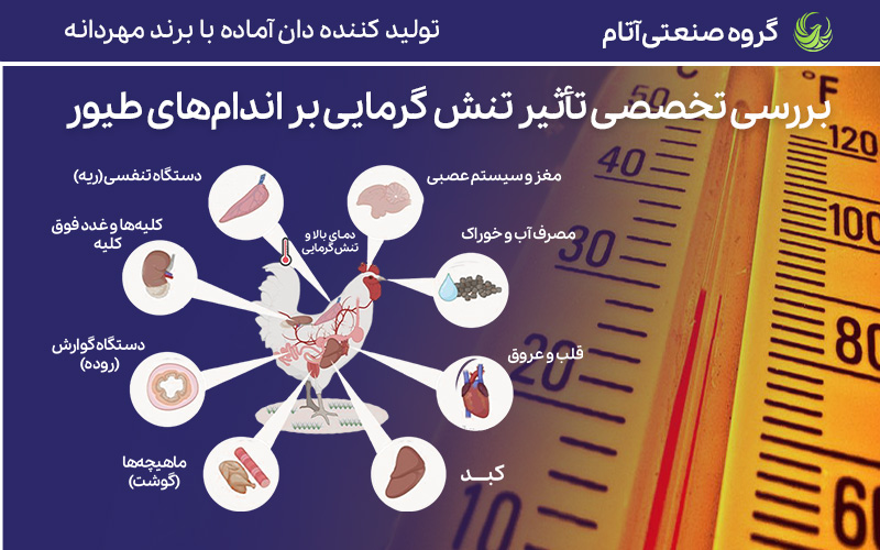 تنش گرمایی و تأثیر آن بر اندامهای طیور